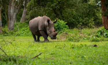 Uganda Safari Tours