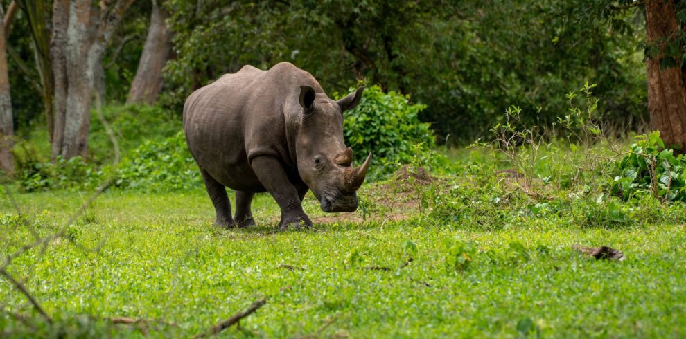 Uganda Safari Tours