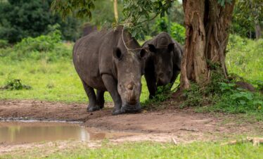 7 day Uganda Gorilla trekking and wildlife safari