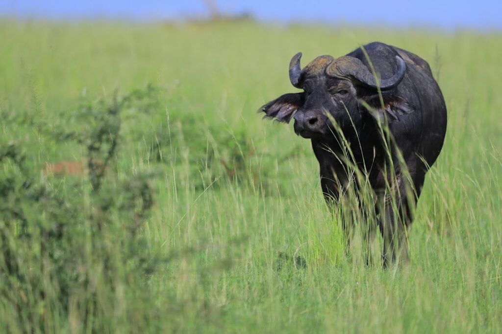 Weekend Safari in Uganda