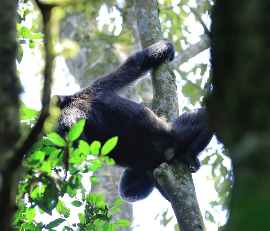 Chimpanzee Trekking in Uganda