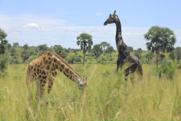 Planning a Uganda safari in August