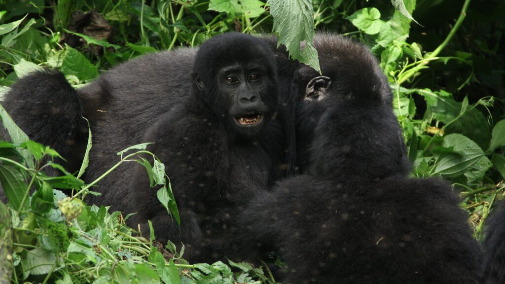 wildlife gorilla safari uganda