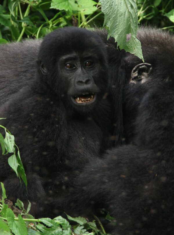 wildlife gorilla safari uganda