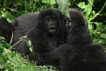 10 days Uganda Safari Tour with Gorilla trekking