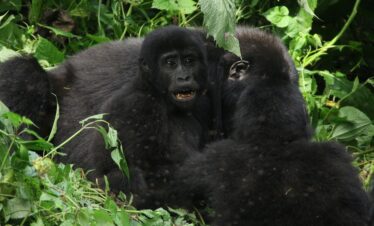 10 days Uganda Safari Tour with Gorilla trekking