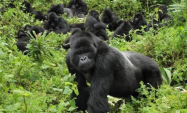 How to go on best gorilla trekking Uganda safari