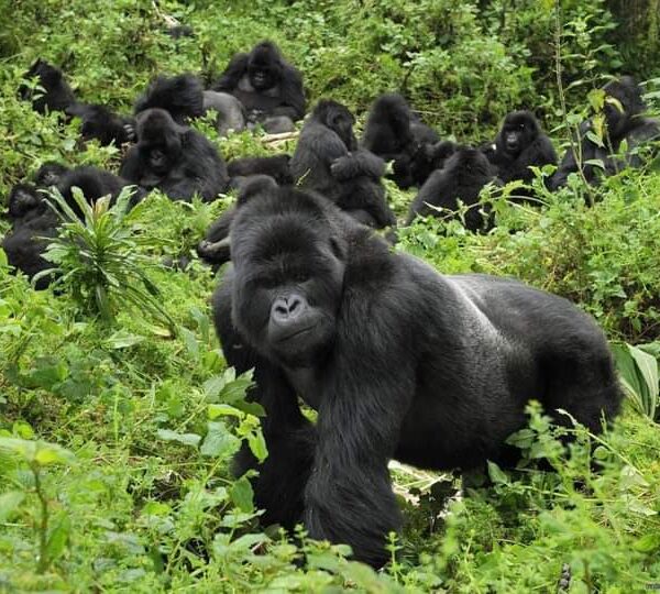 How to go on best gorilla trekking Uganda safari