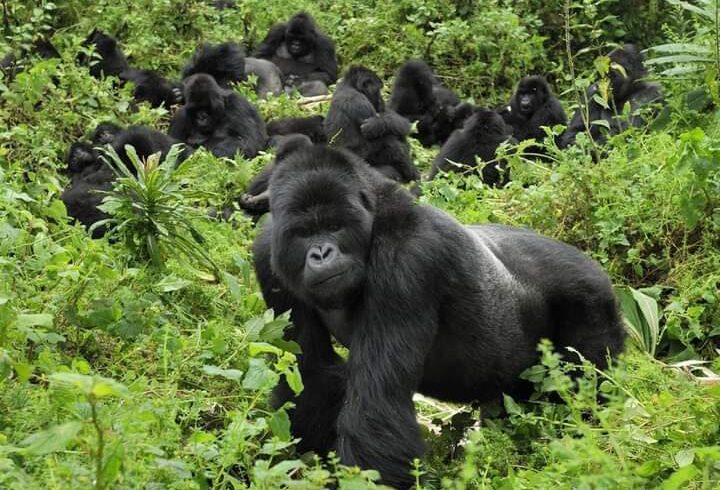 How to go on best gorilla trekking Uganda safari