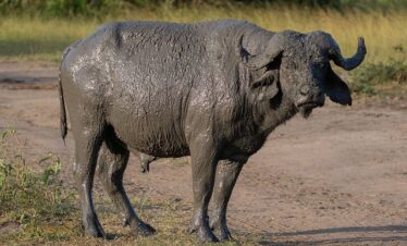 Murchison falls national park safaris