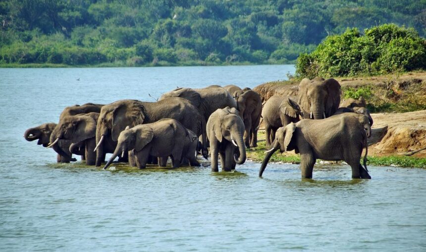 What is Special About Murchison Falls National Park Safari?
