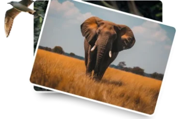 Top Safaris in Uganda