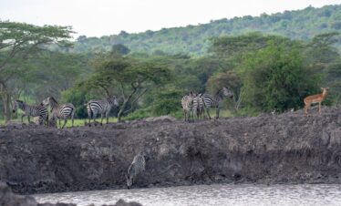 10 days best Uganda Safari tour