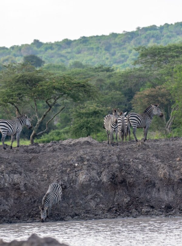 10 days best Uganda Safari tour