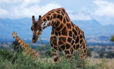 Best Uganda Safaris for wildlife