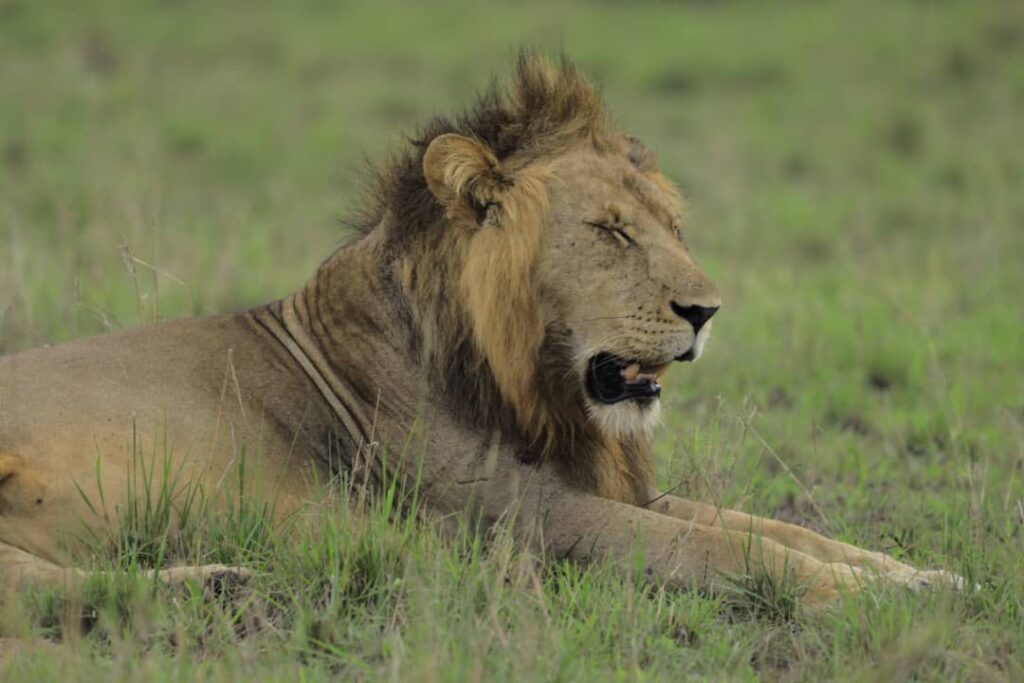 Uganda Primates and Wildlife