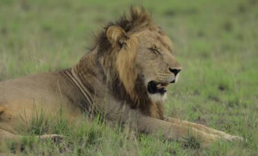 Uganda Primates and Wildlife