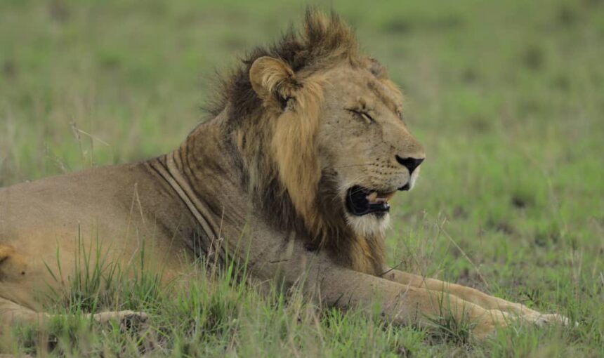 Tips to Planning a Uganda Safari in December