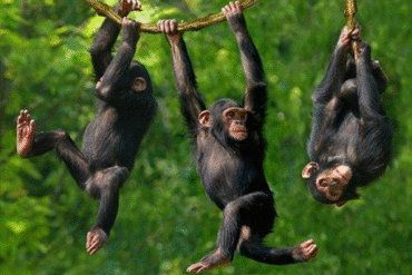 Chimpanzee safari Uganda