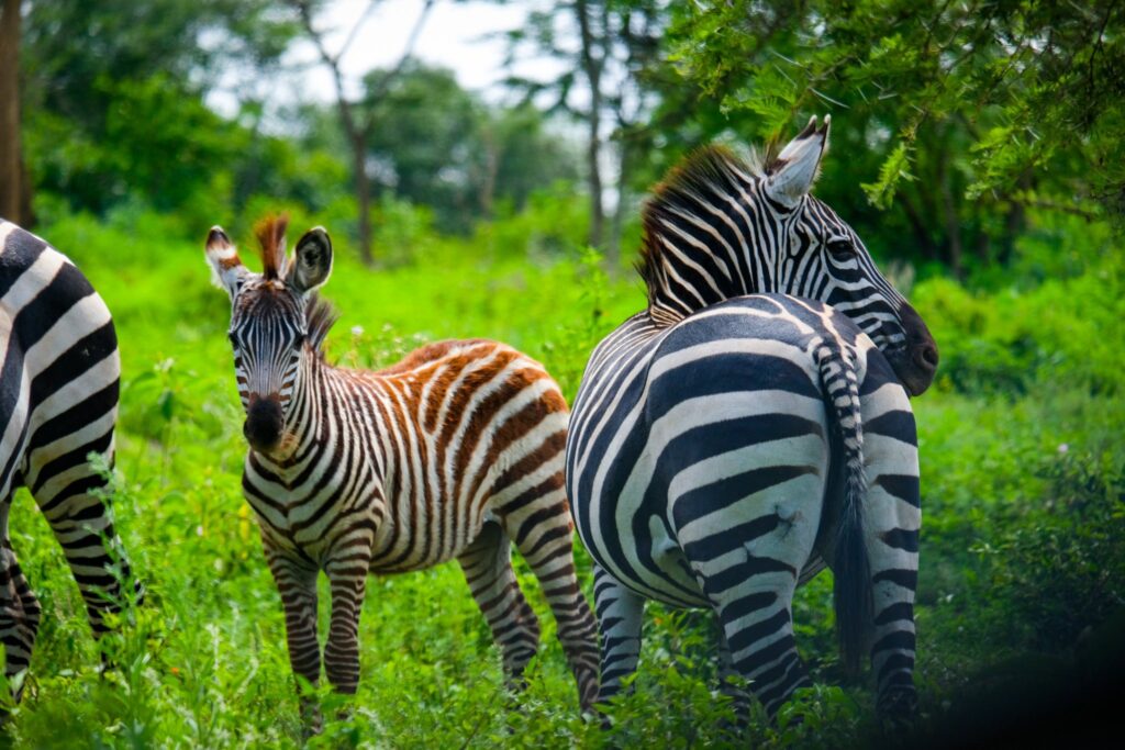Zebra on Uganda Safari