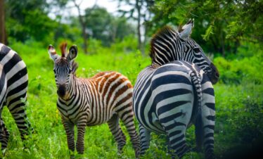 Zebra on Uganda Safari