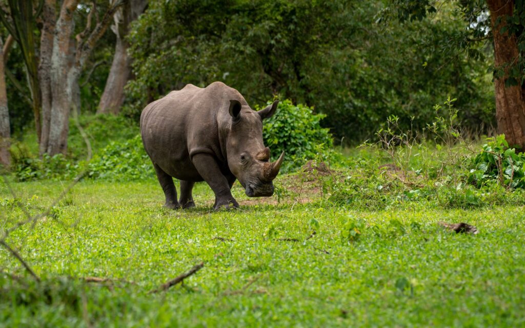 Murchison falls Uganda Safari tour