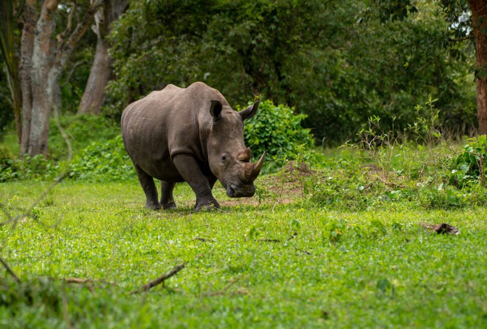 Murchison falls Uganda Safari tour