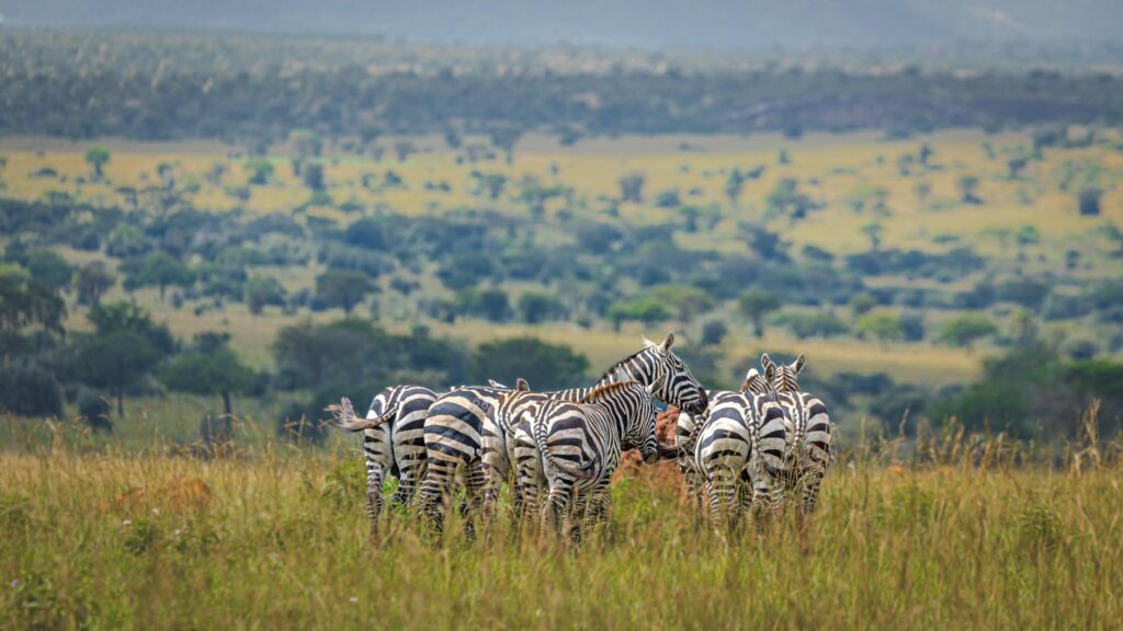 Luxury Uganda Safaris