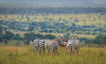 Luxury Uganda Safaris