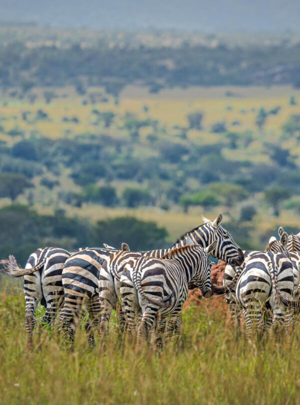 Luxury Uganda Safaris