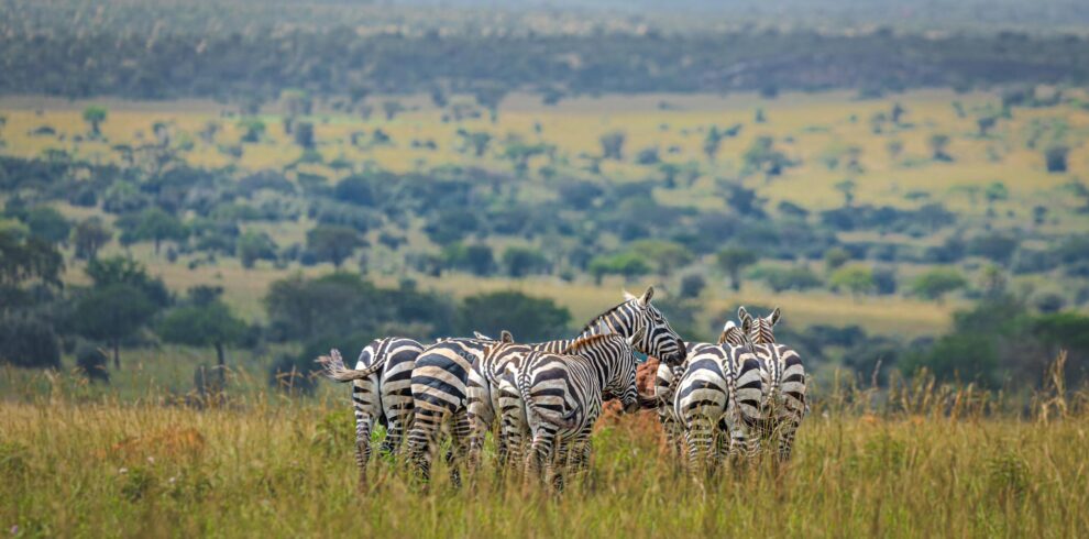 Luxury Uganda Safaris