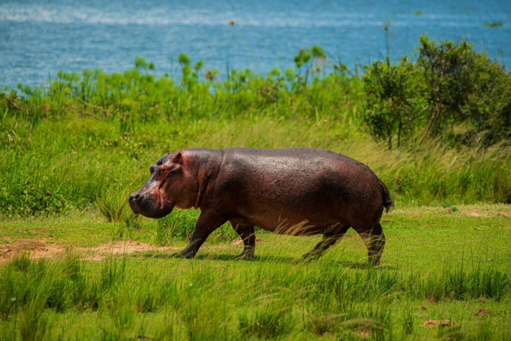 Hippo on Uganda Safari