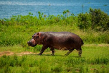 Hippo on Uganda Safari