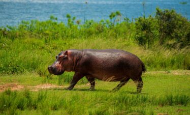 Hippo on Uganda Safari