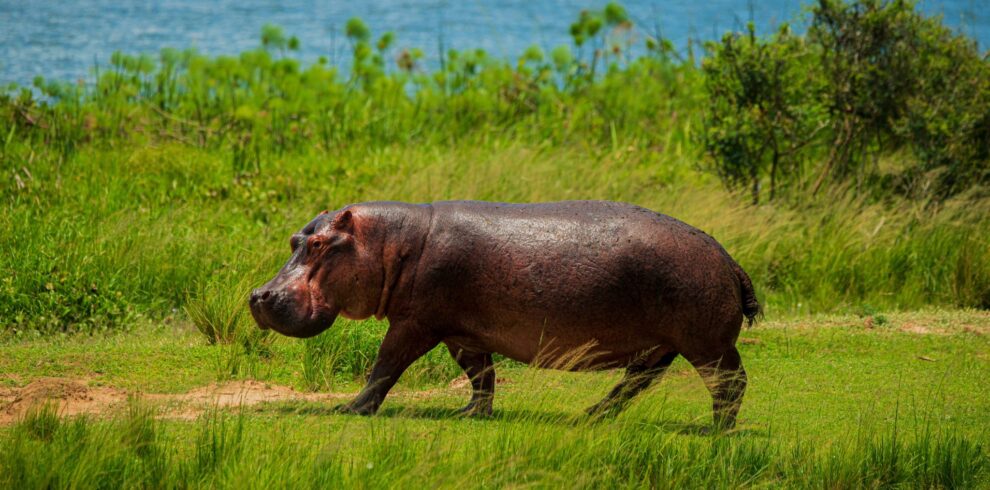 Hippo on Uganda Safari
