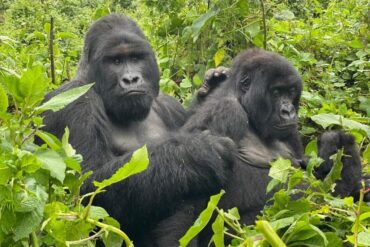 Best Gorilla Trekking Uganda Safaris