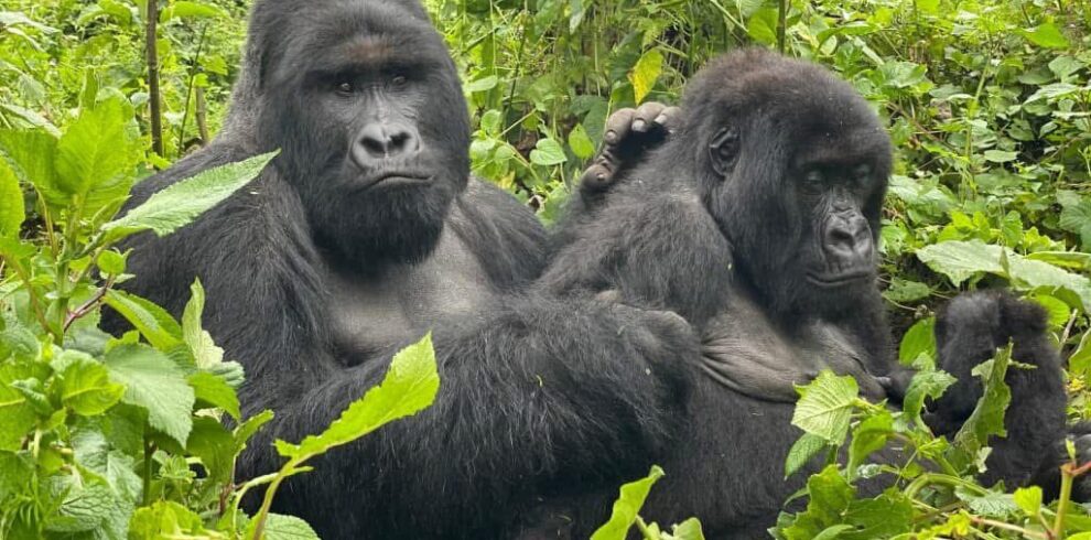 Best Gorilla Trekking Uganda Safaris