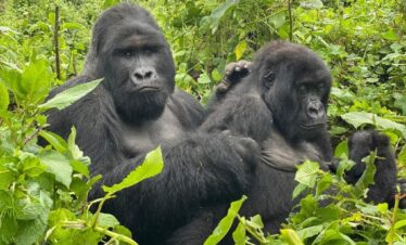 Gorilla Trekking Uganda Safari Tours