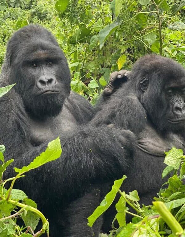 Gorilla Trekking Uganda Safari Tours