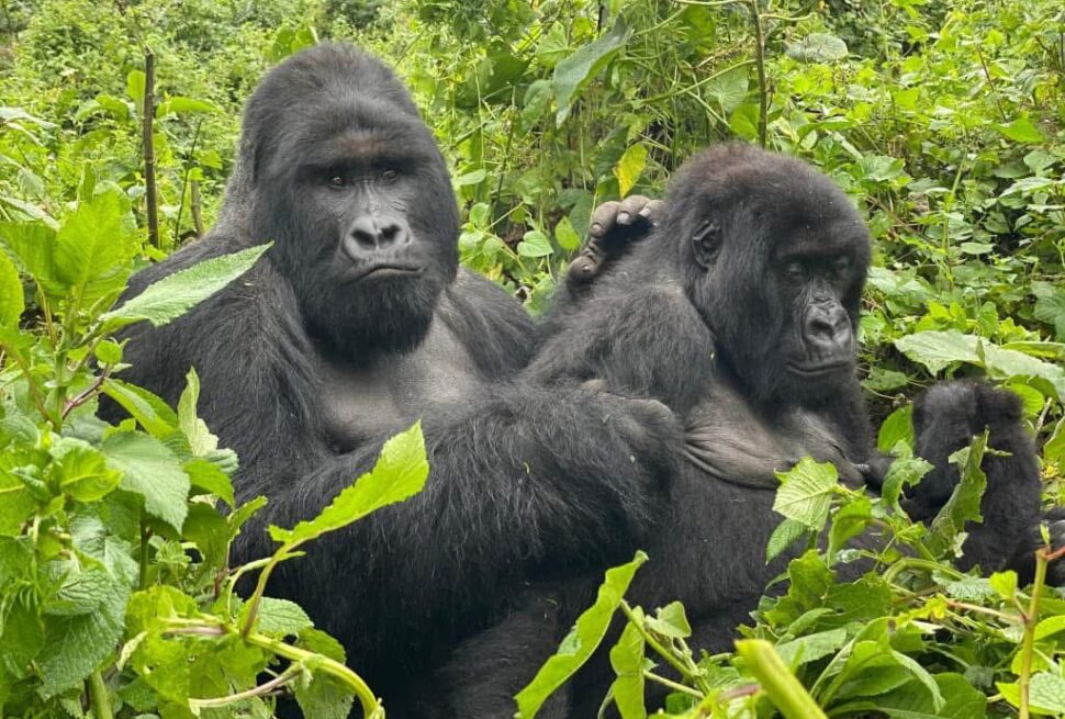 Gorilla Trekking Uganda Safari Tours