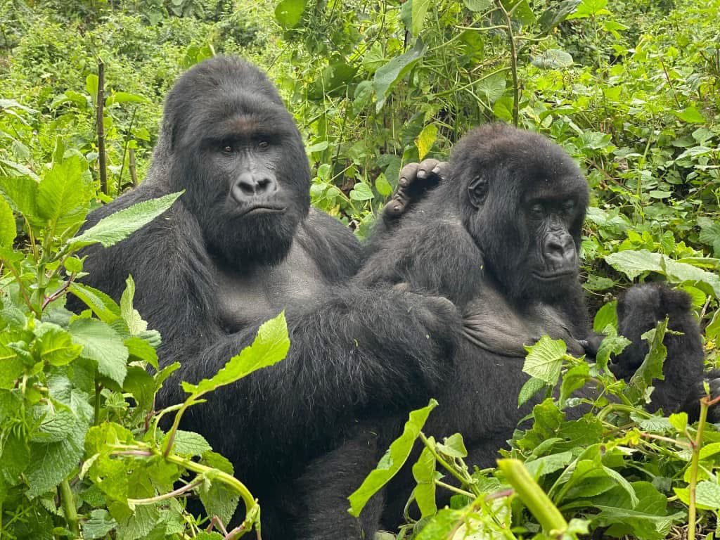 Gorilla Trekking Uganda Safari Tours