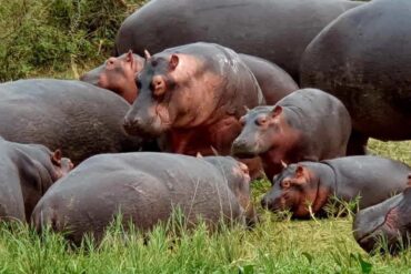Uganda Wildlife Safari