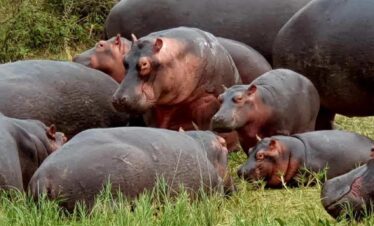 Uganda Wildlife Safari