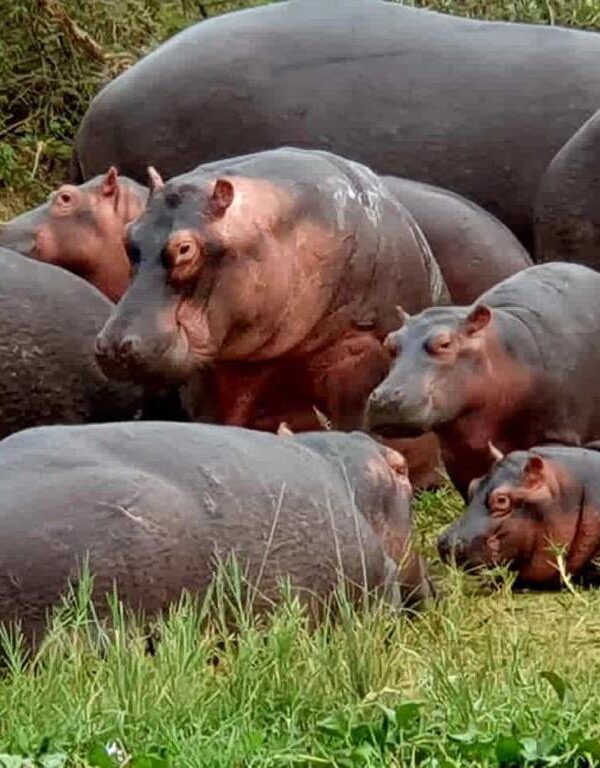 Uganda Wildlife Safari