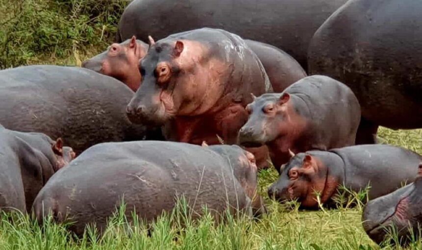 Top 10 Best Uganda Safari Tour Packages for Wildlife and Gorilla Trekking