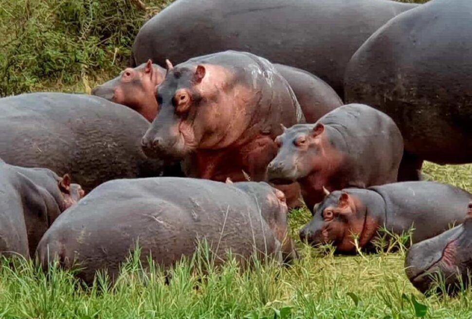 Uganda Wildlife Safari