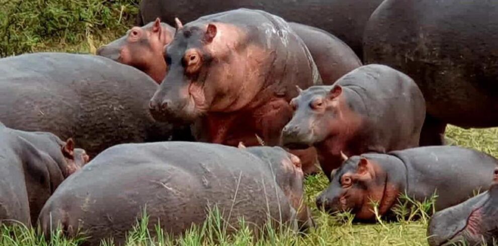 Uganda Wildlife Safari