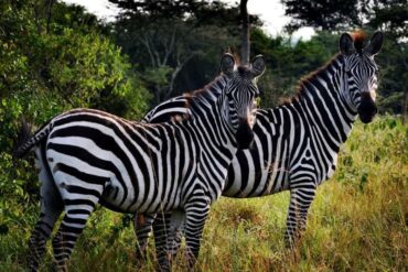 Zebra on Uganda Safari