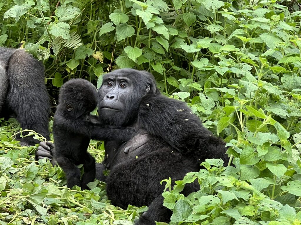 Uganda Gorilla Trekking in Bwindi