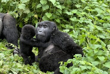 Uganda Gorilla Trekking in Bwindi